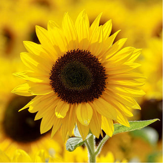 BIO Sonnenblumenöl Nativ Kanister 5L